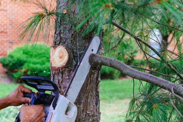 Best Tree Removal Services  in Bellflower, CA